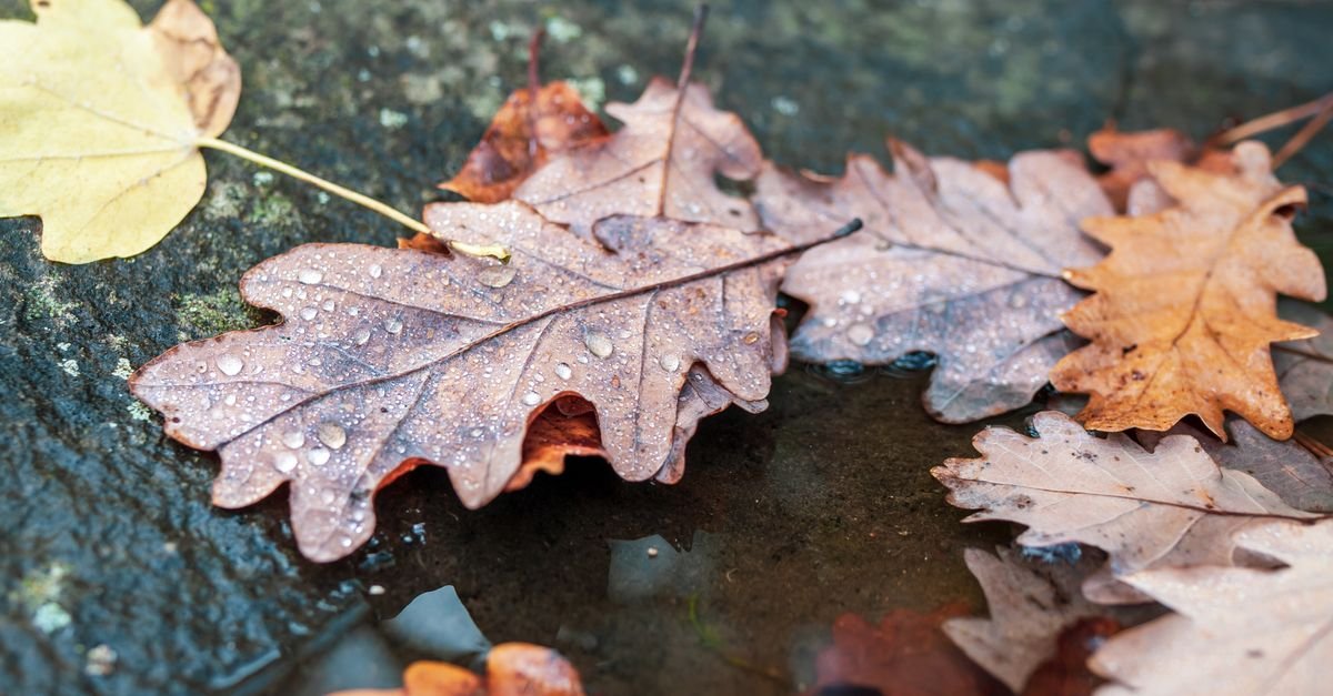 Rain-soaked oak leaves lying on a stone surface where tannin leaches out into the pores