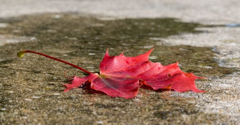 A single red maple leaf lying on wet concrete where tannin has begun to soak in