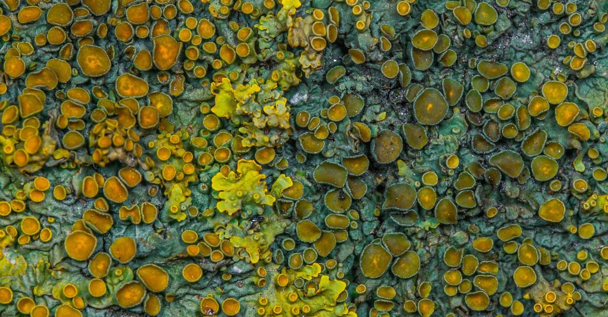 Green and yellow lichen growth spread across the grain of a weathered timber surface