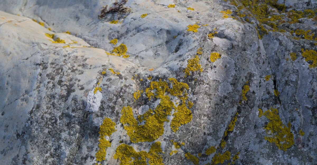 Yellow crustose lichen growing flat across a rough stone surface