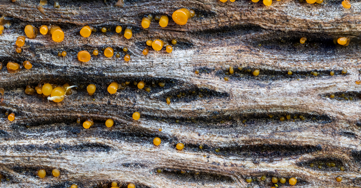 Yellow resin droplets set on a textured timber surface