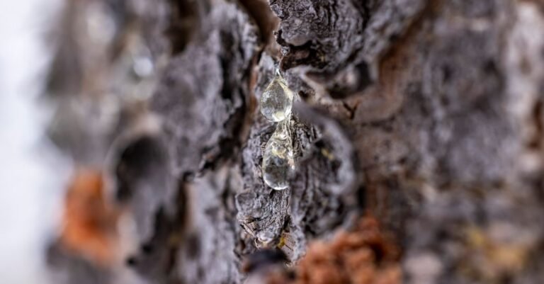 Fresh tree resin running down textured bark in a thick amber bead