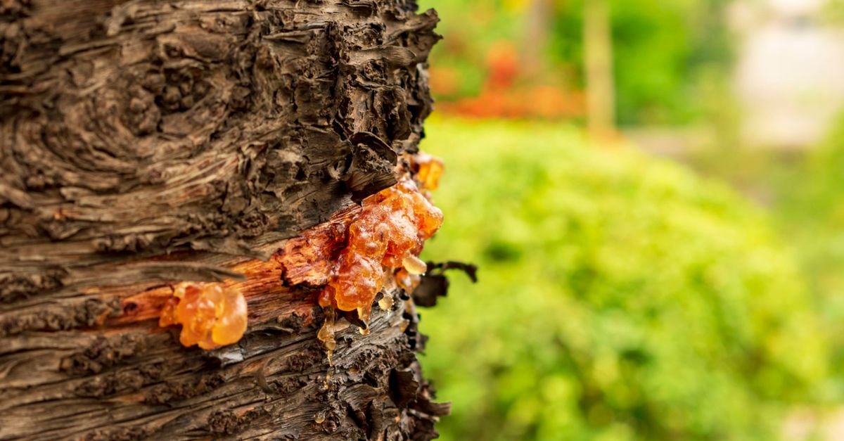 Hardened amber-coloured resin set in a lump against a tree trunk