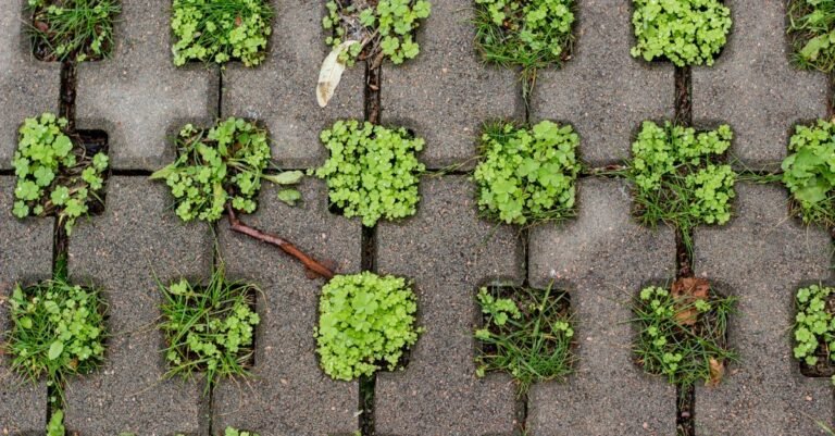 Interlocking concrete pavement blocks with green plants sprouting through the joints