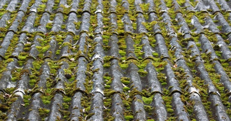 Old slate roof densely covered in green moss, the growth roof cleaning chemicals are mixed to kill