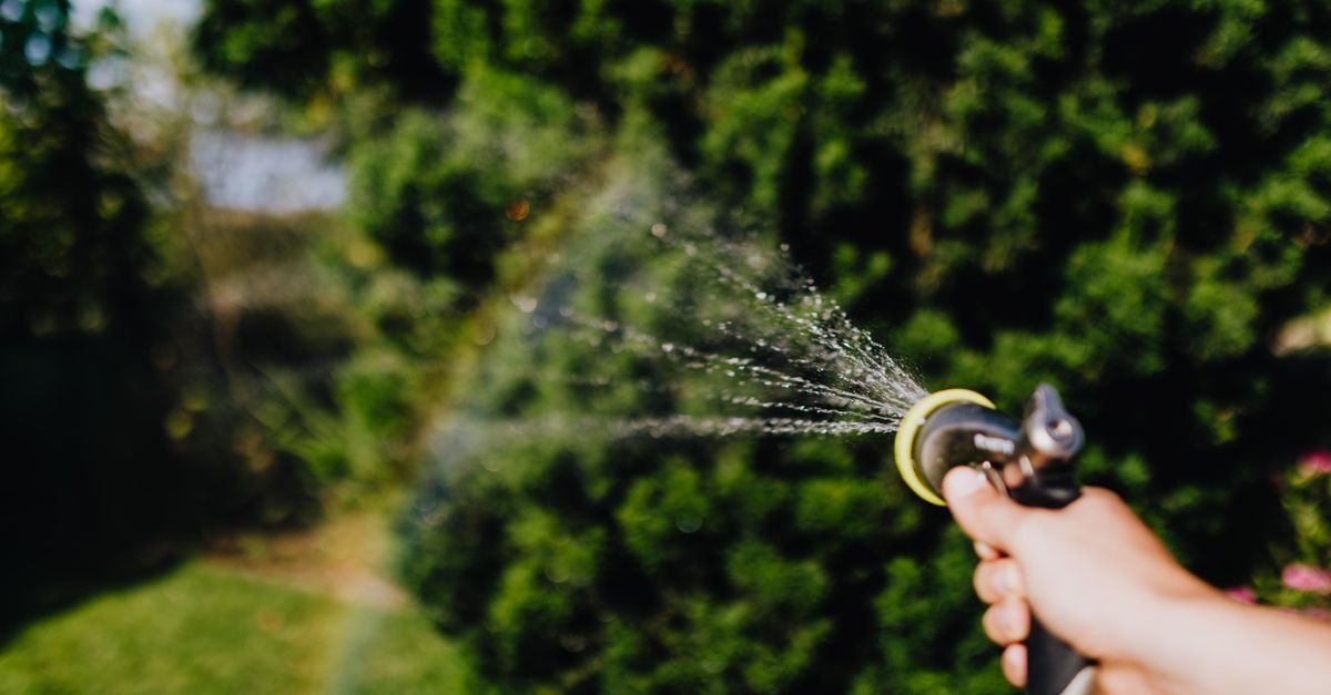 Gardener watering leafy plants with a hose, the pre-soak that protects landscaping from chemical runoff