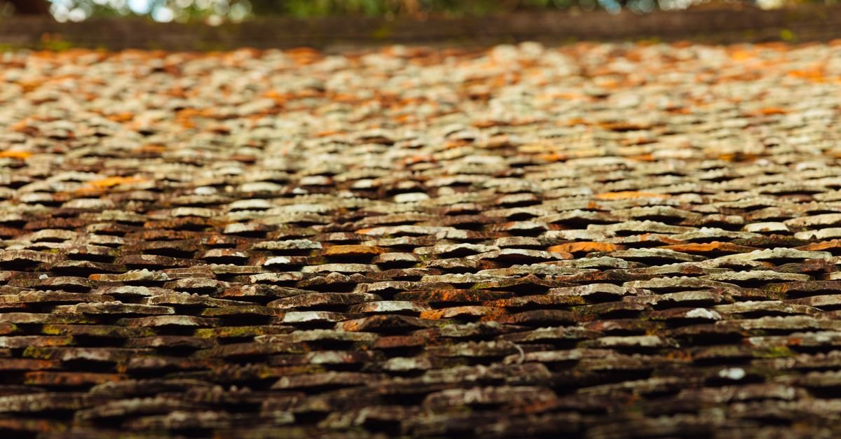 Weathered roof covered in crusty lichen, the growth that soft washing kills but may not fully erase