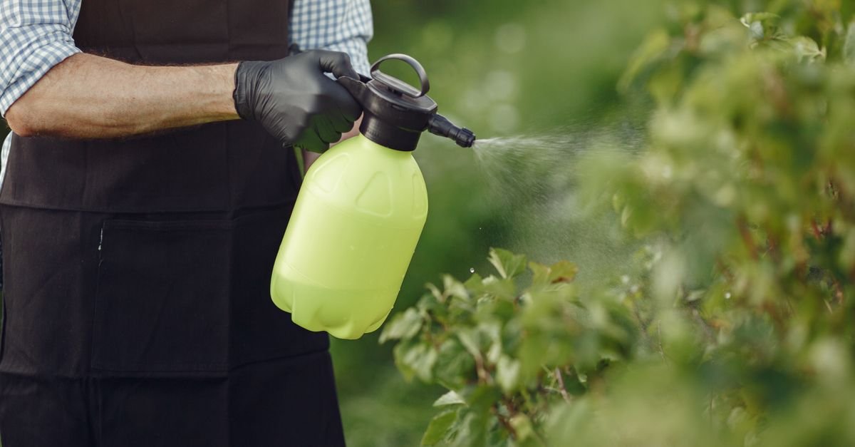 Gardener applying solution with a hand pump sprayer, the simplest way to soft wash a small single-storey roof