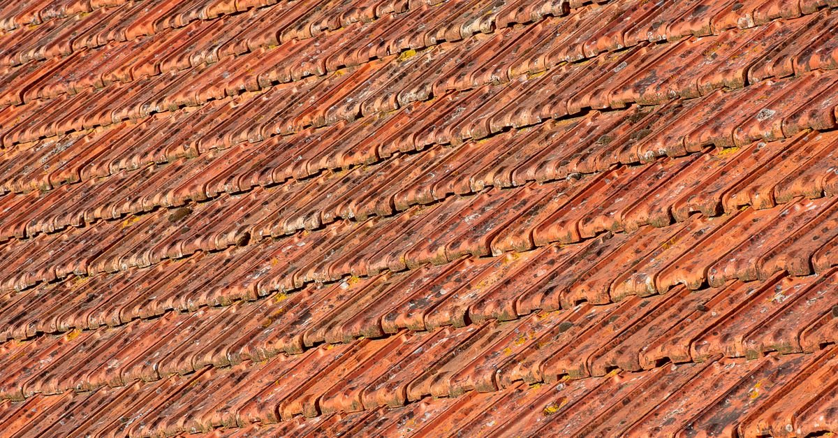 Sunlit unglazed terracotta roof tiles, the porous clay surface that absorbs water and holds algae