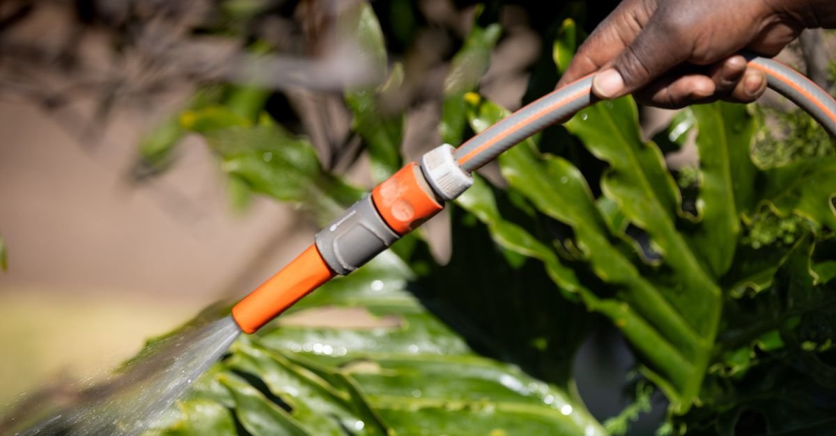 A hand holding a garden hose, watering green plants and foliage beside a wall on a sunny day