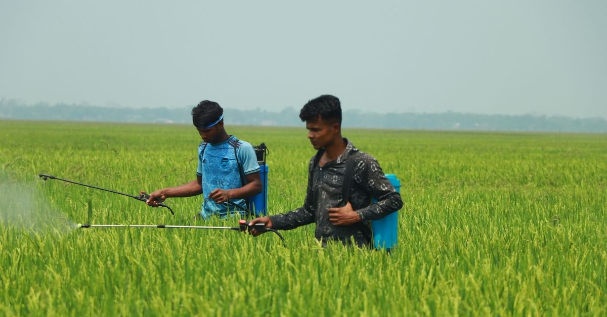 Two workers walking a green field applying spray from handheld lances at low pressure