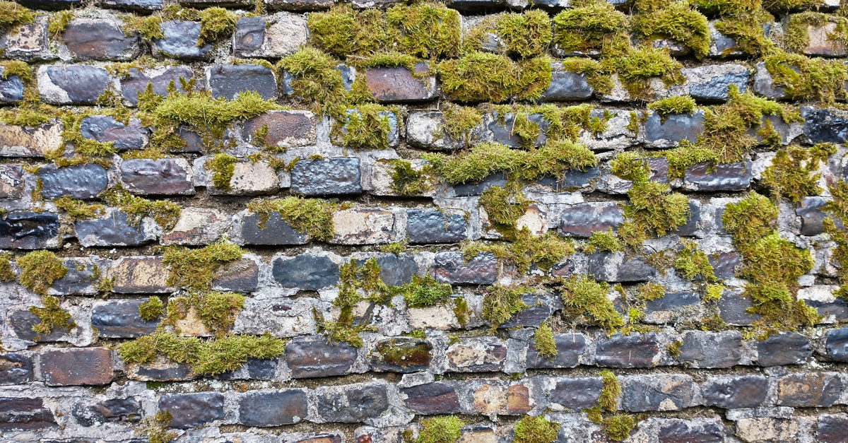 A rough brick wall thickly covered in green moss, showing how growth colonises the joints and the pores