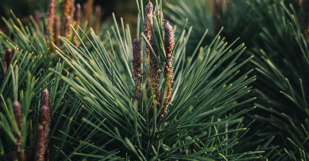 A close-up of green pine needles on the branch, the one gutter debris a vacuum genuinely excels at